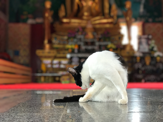 ワット・プライ・レーム（Wat Plai Laem）の猫