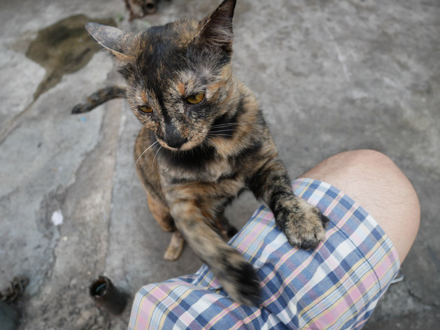 タイの猫